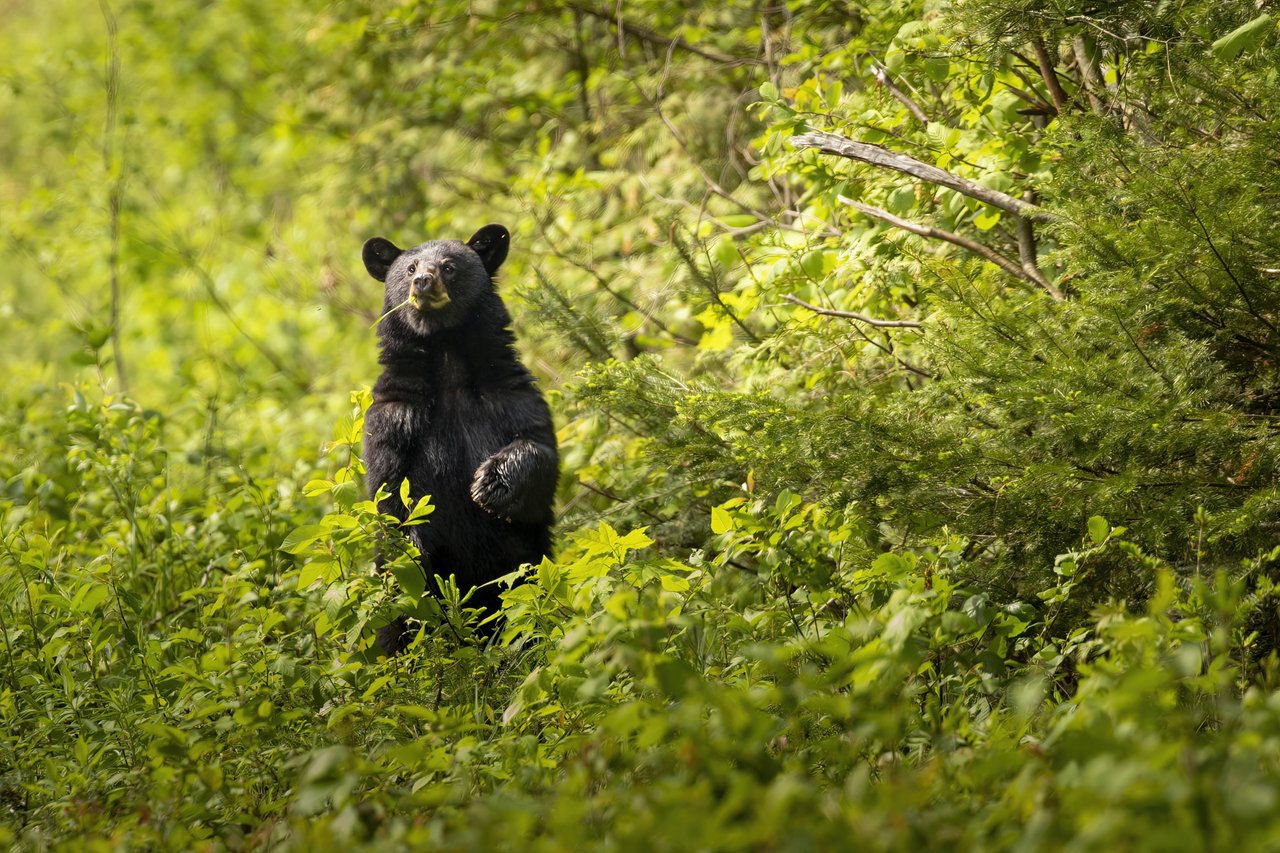 A black bear in the woods